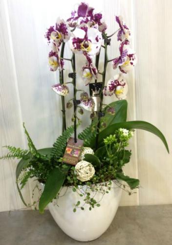 Réf:3002 Coupe d'orchidées