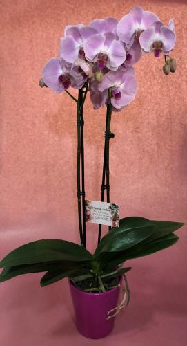 Réf:3011 Pôt d'orchidées