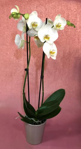 Réf:3013 Pôt d'orchidées